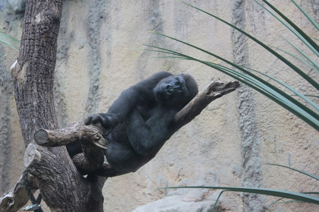 Schnappschüsse aus dem Tierpark&nbsp;Hellabrunn